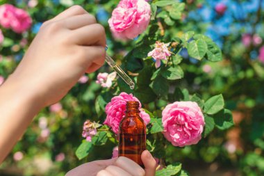 Şişede gül yağı var. Seçici odaklanma. Spa.