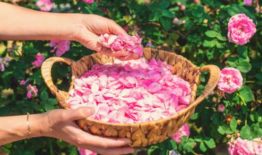 Bahçeden gül yaprakları topluyorum. Seçici odaklanma. Doğa.