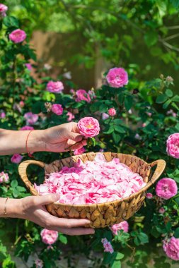 Bahçeden gül yaprakları topluyorum. Seçici odaklanma. Doğa.