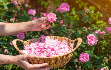 Bahçeden gül yaprakları topluyorum. Seçici odaklanma. Doğa.