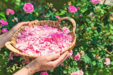 Bahçeden gül yaprakları topluyorum. Seçici odaklanma. Doğa.