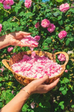 Bahçeden gül yaprakları topluyorum. Seçici odaklanma. Doğa.
