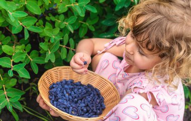 Çocuk bahçede böğürtlen topluyor. Seçici odaklanma. yiyecek.