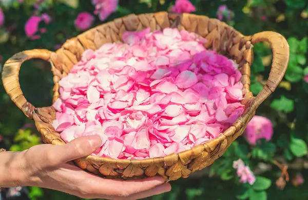 Bahçeden gül yaprakları topluyorum. Seçici odaklanma. Doğa.