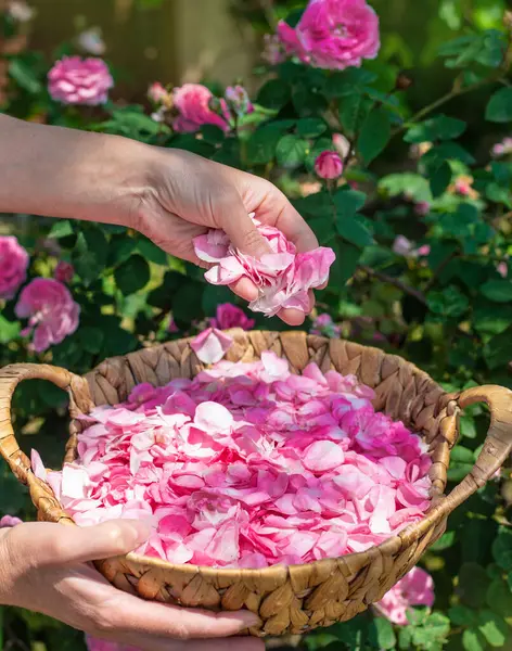 Bahçeden gül yaprakları topluyorum. Seçici odaklanma. Doğa.