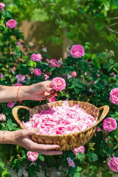 Bahçeden gül yaprakları topluyorum. Seçici odaklanma. Doğa.