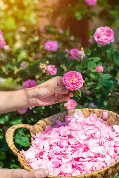 Bahçeden gül yaprakları topluyorum. Seçici odaklanma. Doğa.