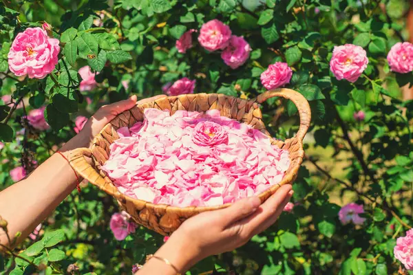 Bahçeden gül yaprakları topluyorum. Seçici odaklanma. Doğa.