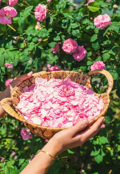 Bahçeden gül yaprakları topluyorum. Seçici odaklanma. Doğa.