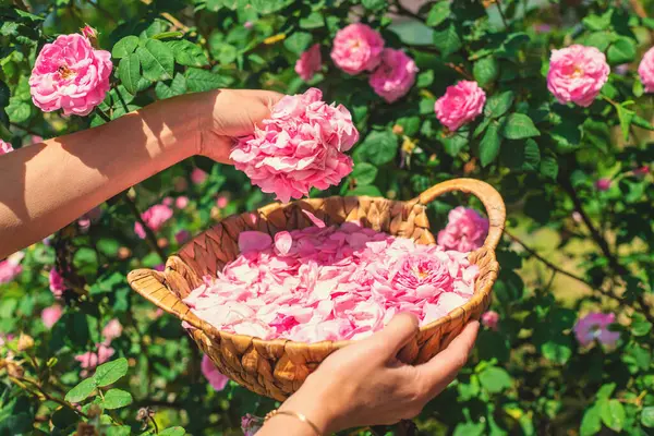Bahçeden gül yaprakları topluyorum. Seçici odaklanma. Doğa.