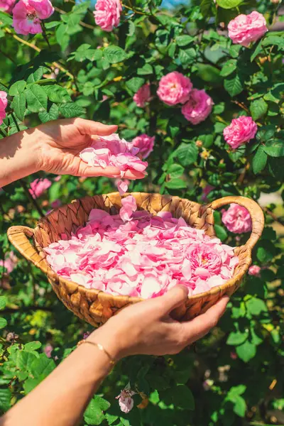 Bahçeden gül yaprakları topluyorum. Seçici odaklanma. Doğa.