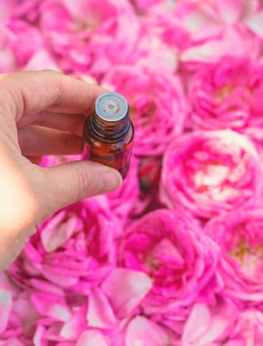 Şişede gül yağı var. Seçici odaklanma. Spa.