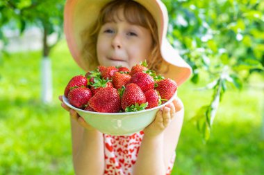 Bahçesinde çilek olan çocuk. Seçici odaklanma. Çocuk.