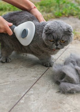 Soylu bir kediyi fırçalamak. Seçici odaklanma. hayvan.