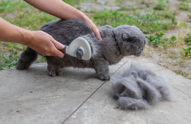 Soylu bir kediyi fırçalamak. Seçici odaklanma. hayvan.