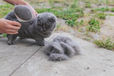 Soylu bir kediyi fırçalamak. Seçici odaklanma. hayvan.