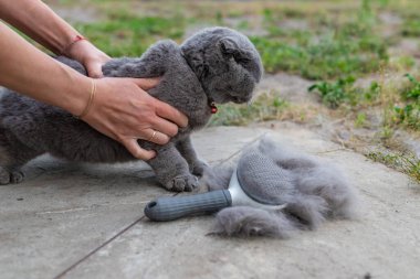 Soylu bir kediyi fırçalamak. Seçici odaklanma. hayvan.