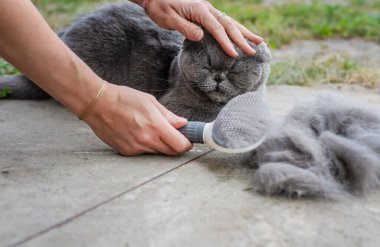 Soylu bir kediyi fırçalamak. Seçici odaklanma. hayvan.