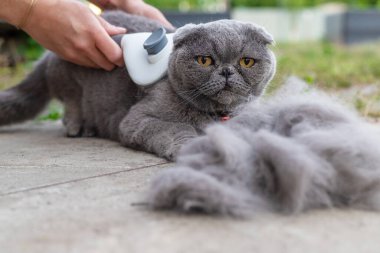 Soylu bir kediyi fırçalamak. Seçici odaklanma. hayvan.