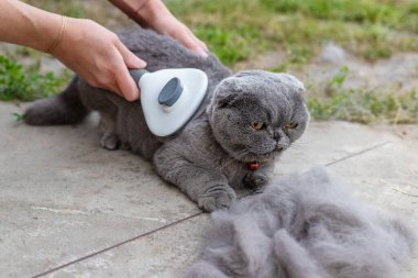 Soylu bir kediyi fırçalamak. Seçici odaklanma. hayvan.