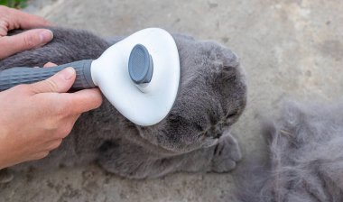 Soylu bir kediyi fırçalamak. Seçici odaklanma. hayvan.