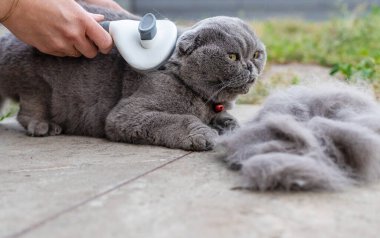 Soylu bir kediyi fırçalamak. Seçici odaklanma. hayvan.
