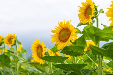 Tarlada açan ayçiçekleri. Seçici odaklanma. Doğa.