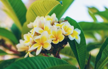 Plumeria çiçekleri güzel çiçek açar. Seçici odaklanma. Doğa.
