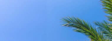 Güzel palmiye yaprakları arka plan. Seçici odaklanma. Doğa.