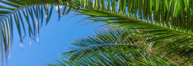 Güzel palmiye yaprakları arka plan. Seçici odaklanma. Doğa.