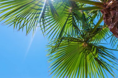 Güzel palmiye yaprakları arka plan. Seçici odaklanma. Doğa.