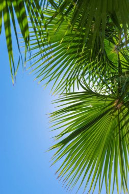 Güzel palmiye yaprakları arka plan. Seçici odaklanma. Doğa.