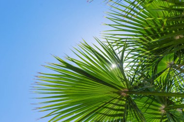 Güzel palmiye yaprakları arka plan. Seçici odaklanma. Doğa.
