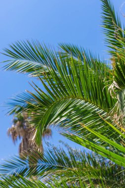 Güzel palmiye yaprakları arka plan. Seçici odaklanma. Doğa.