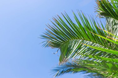 Güzel palmiye yaprakları arka plan. Seçici odaklanma. Doğa.