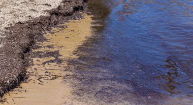 Deniz yosunları çamurlu. Seçici odaklanma. Doğa.