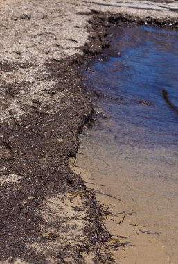 Deniz yosunları çamurlu. Seçici odaklanma. Doğa.