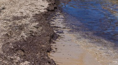 Deniz yosunları çamurlu. Seçici odaklanma. Doğa.