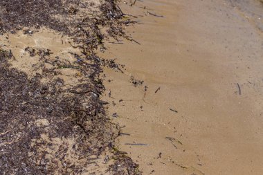 Deniz yosunları çamurlu. Seçici odaklanma. Doğa.