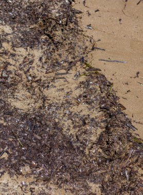 Deniz yosunları çamurlu. Seçici odaklanma. Doğa.