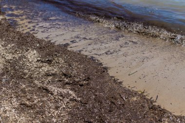 Deniz yosunları çamurlu. Seçici odaklanma. Doğa.