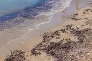 Deniz yosunları çamurlu. Seçici odaklanma. Doğa.