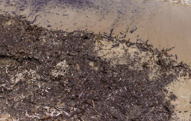 Deniz yosunları çamurlu. Seçici odaklanma. Doğa.