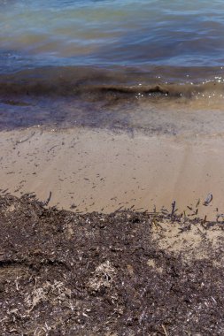 Deniz yosunları çamurlu. Seçici odaklanma. Doğa.