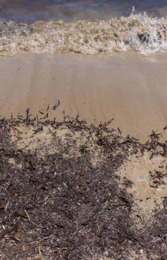 Deniz yosunları çamurlu. Seçici odaklanma. Doğa.