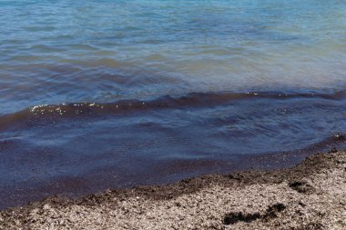 Deniz yosunları çamurlu. Seçici odaklanma. Doğa.