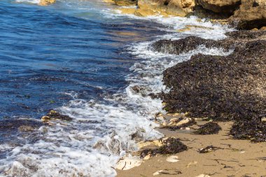 Deniz yosunları çamurlu. Seçici odaklanma. Doğa.
