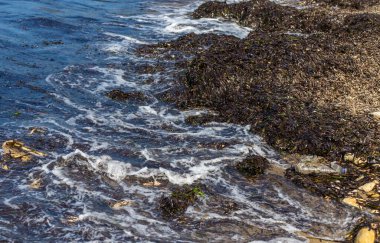 Deniz yosunları çamurlu. Seçici odaklanma. Doğa.