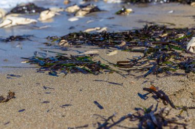 Deniz yosunları çamurlu. Seçici odaklanma. Doğa.