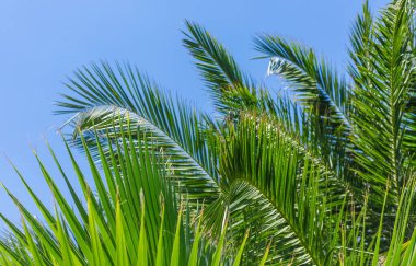 Güzel palmiye yaprakları arka plan. Seçici odaklanma. Doğa.